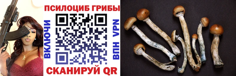 Купить закладки  Олонец  Галлюциногенные грибы Psilocybine cubensis 
